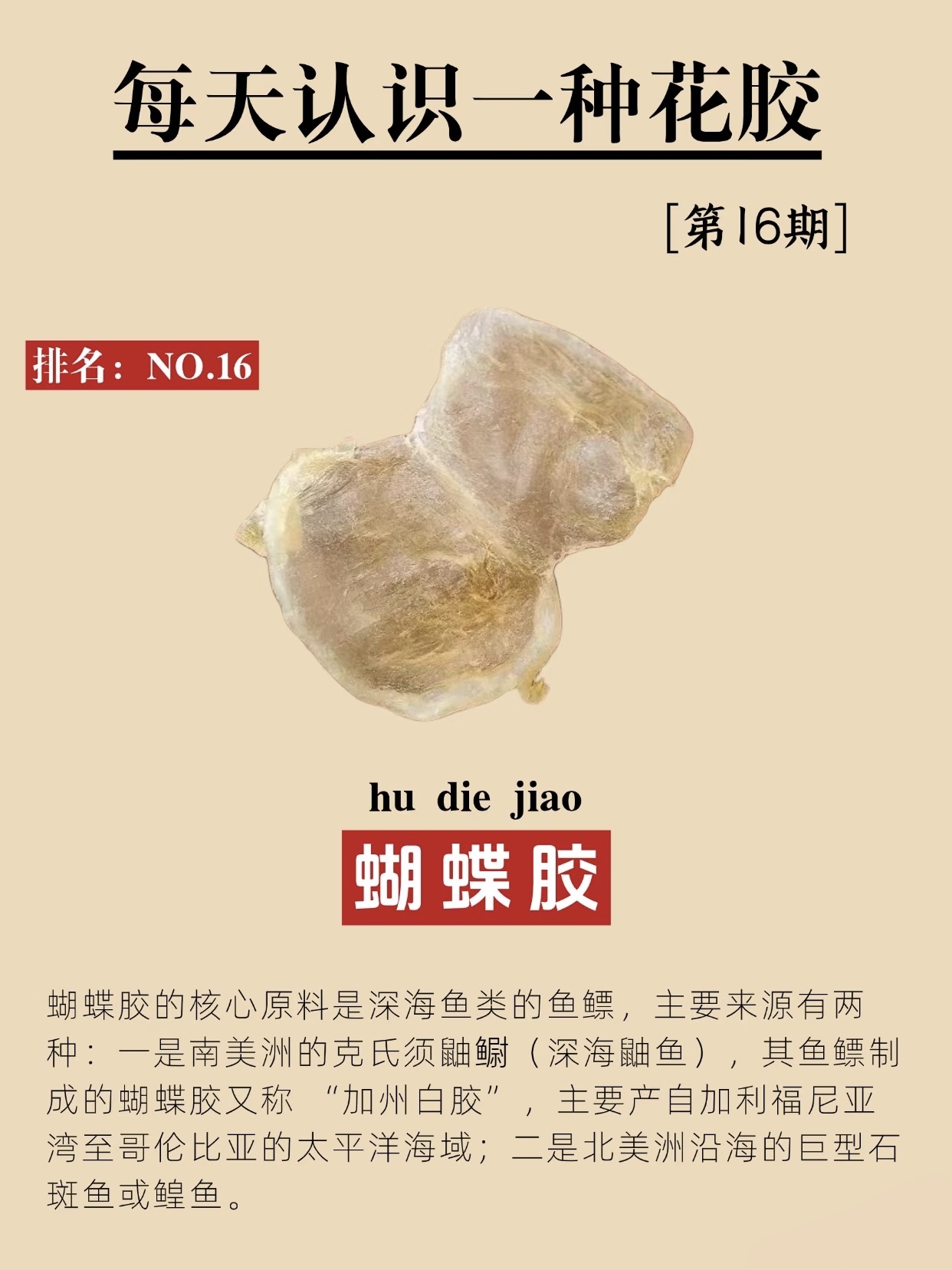 每天认识一种鱼胶：蝴蝶胶